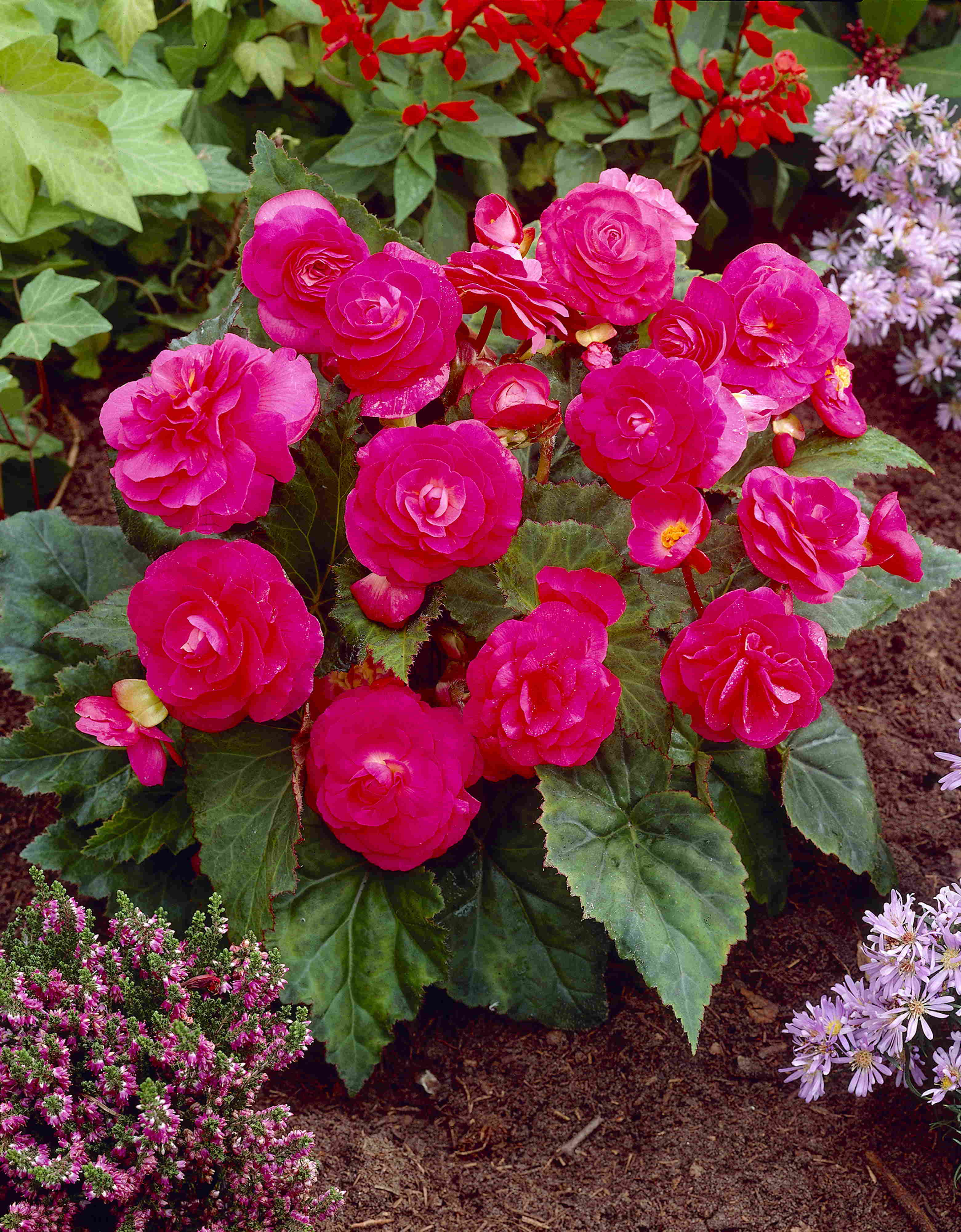 Multiflor Roze